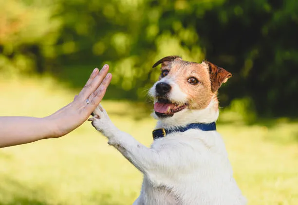 Pet Care Trends Driven by Premiumization, Pet Wellness, and Changing Ownership Habits