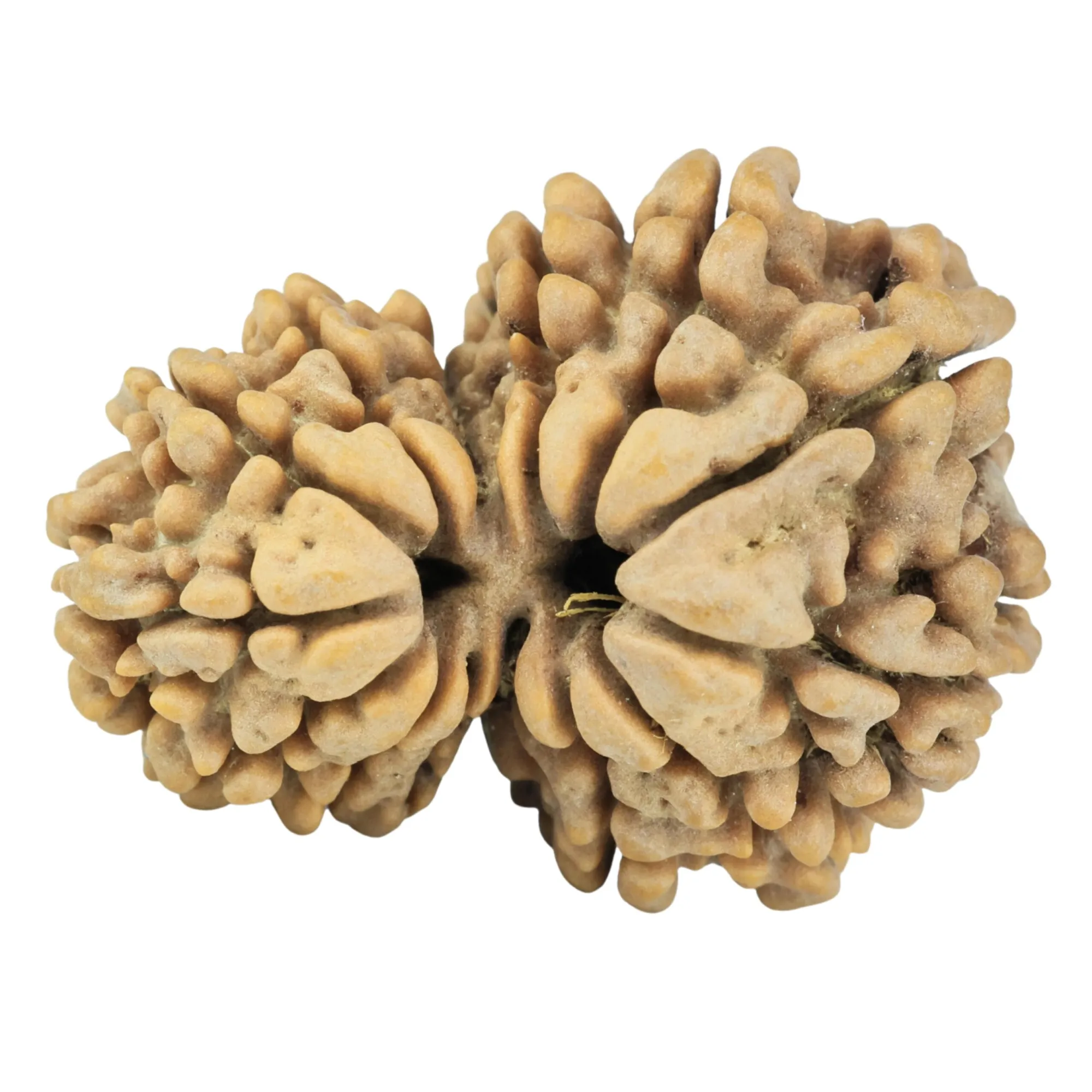 Garbh Gauri Rudraksha: Traditional Meaning, Natural Formation and Spiritual Significance