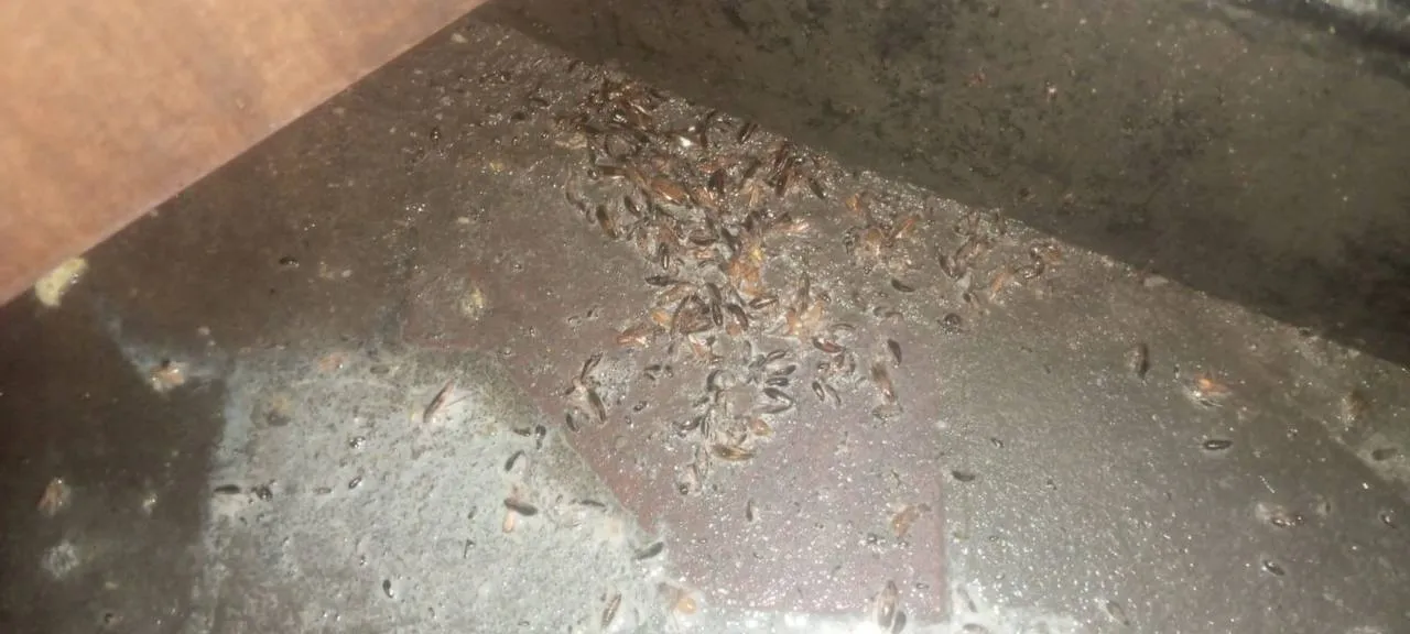 Moving House This Season? How to Avoid Carrying Pests to Your New Home