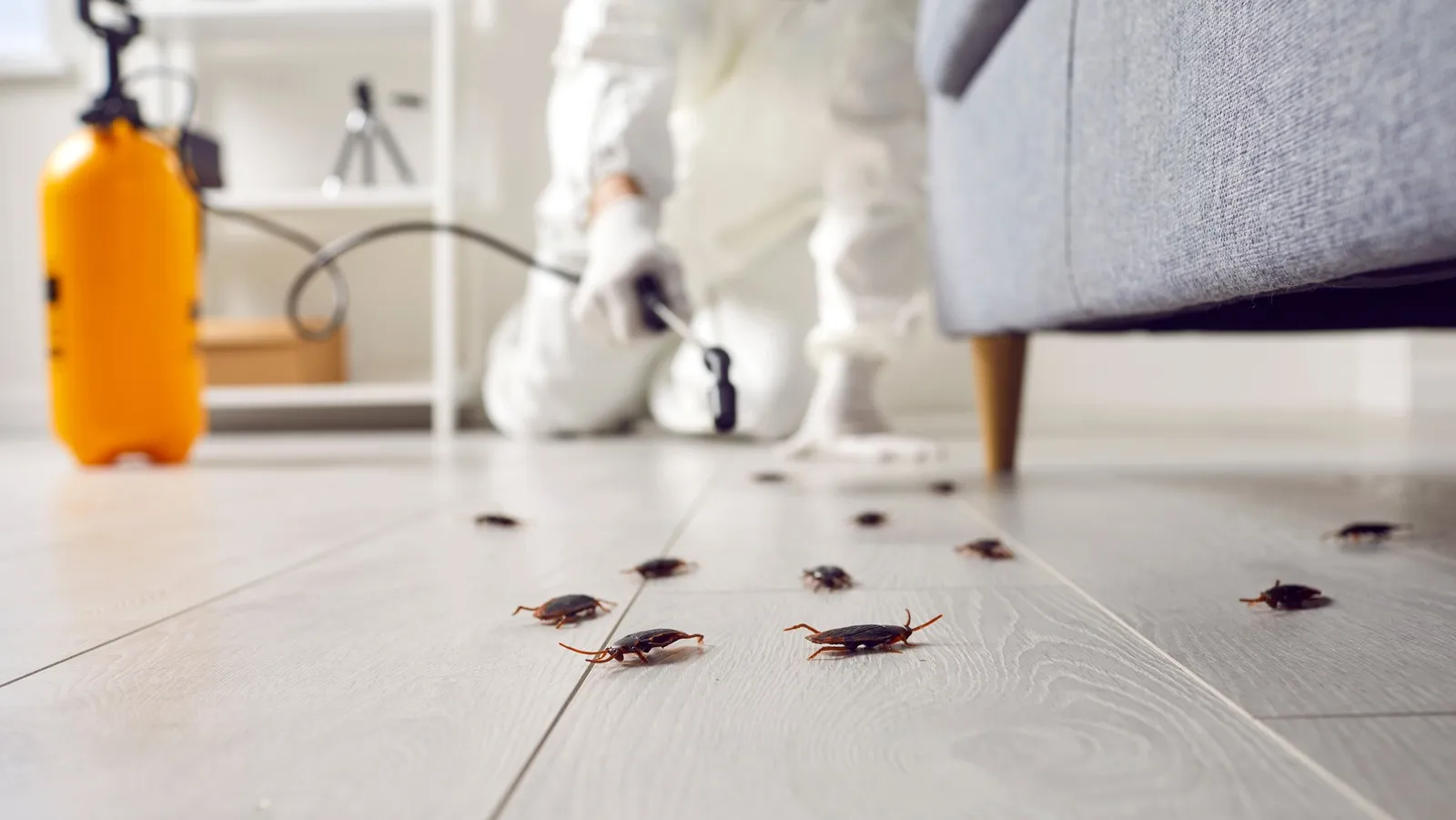 How to Keep Cockroaches Out of Your Home
