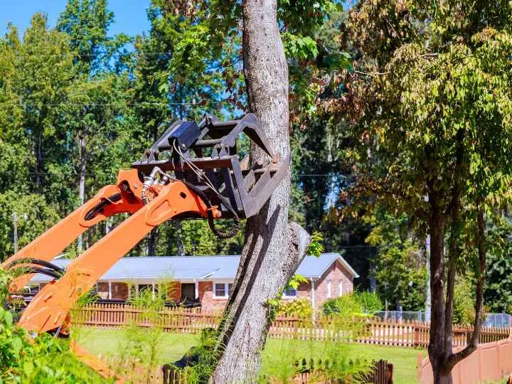 What Happens to the Wood After a Tree Removal Service?
