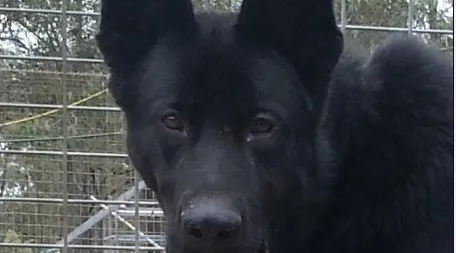 Everything to Know About Long Coat German Shepherd Puppies for Sale Australia