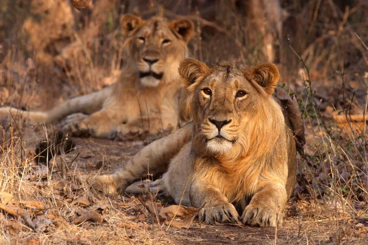 Gujarat in 5 Days: Complete Road Trip Guide