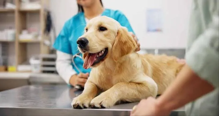 Dog Insurance that Covers Vaccination & Vet Bills: Top Plans in India