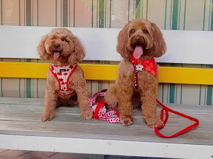 What Makes Dog Friendly Restaurants Truly Welcoming?