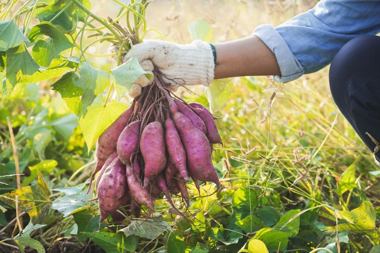 Are Purple Sweet Potatoes Healthy? Benefits, Calories & Nutrition