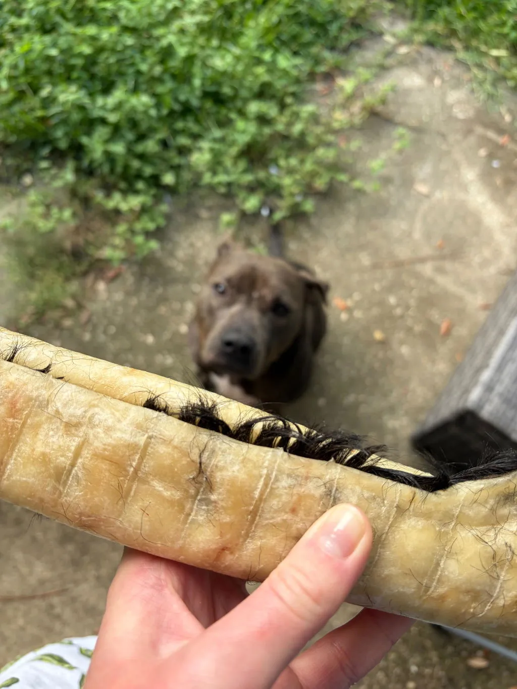 Better Chewing Habits: How to Choose Safe and Satisfying Dog Chews