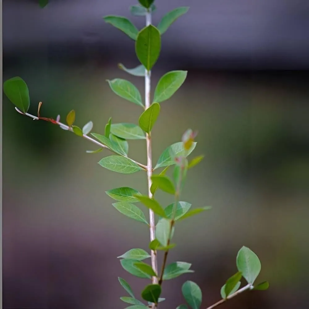 Why Henna Leaf Maturity Matters for Color Strength and Powder Quality