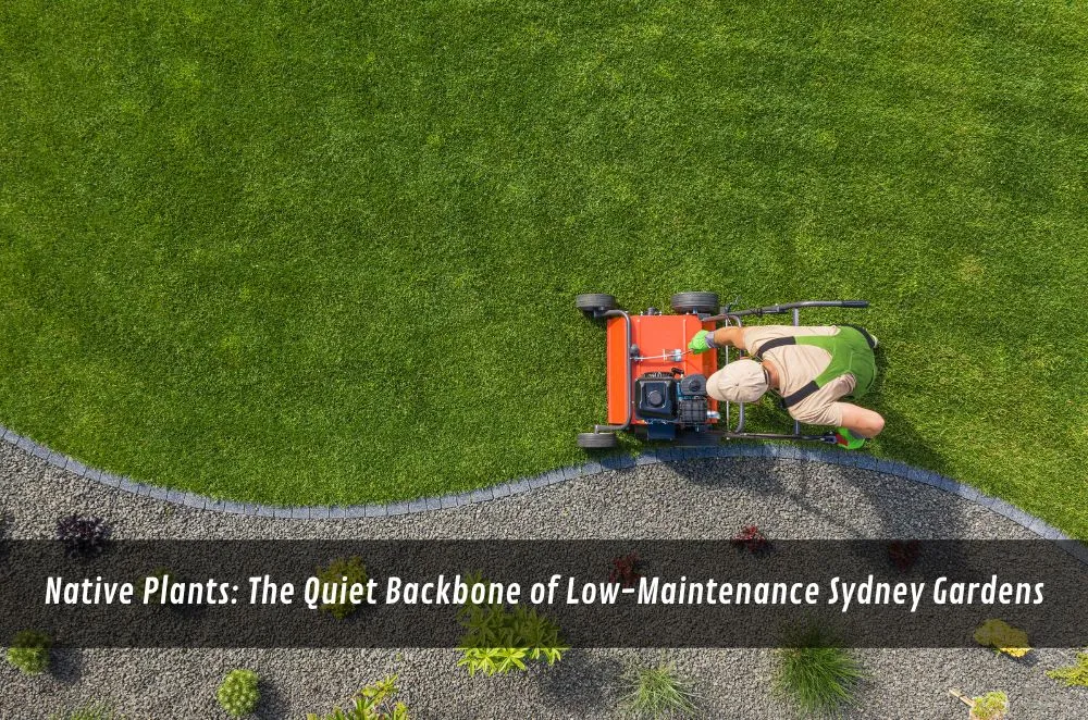 Native Plants: The Quiet Backbone of Low-Maintenance Sydney Gardens
