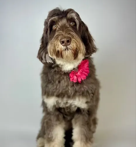Why Australian Labradoodles Can Excel in Service and Therapy Roles