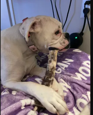 Stop Wasting Money: Get Dog Treats Long-Lasting for Your Heavy Chewer