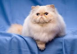 Finest Details About Persian Kittens For Sale