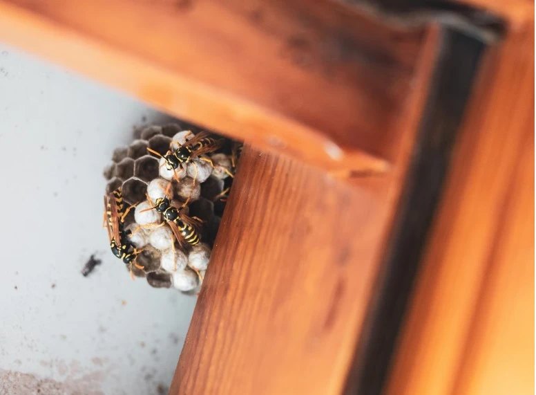 4 Signs You Need Expert Pest Control Services