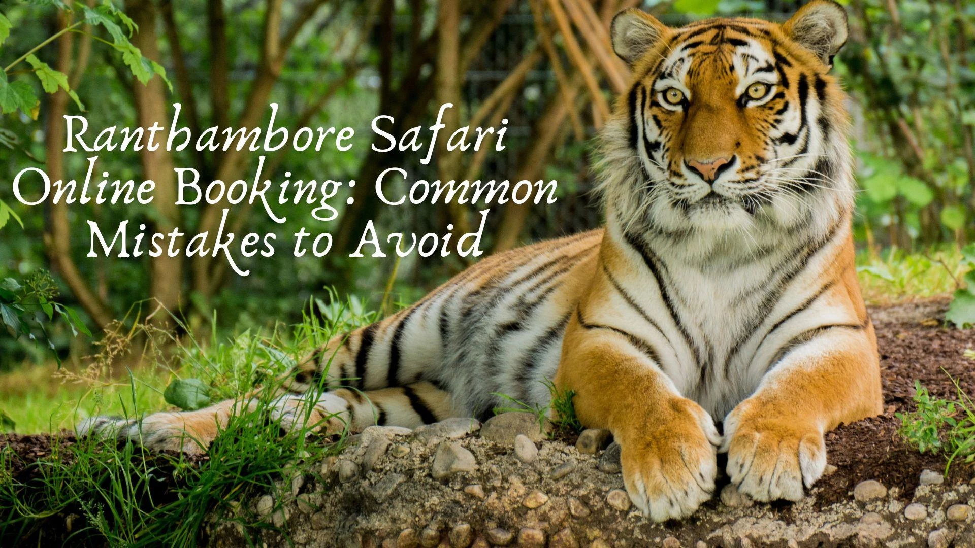 Ranthambore Safari Online Booking: Common Mistakes to Avoid