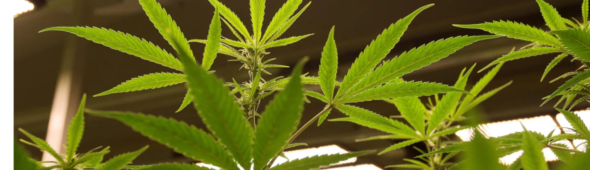 Get Your Oklahoma Growers License Online