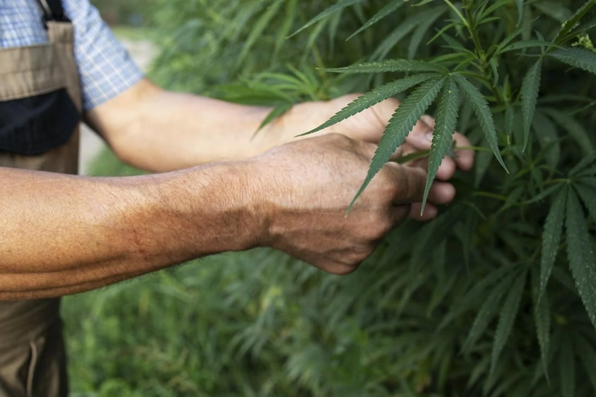 Grow Up to 99 Plants with Oklahoma Growers License