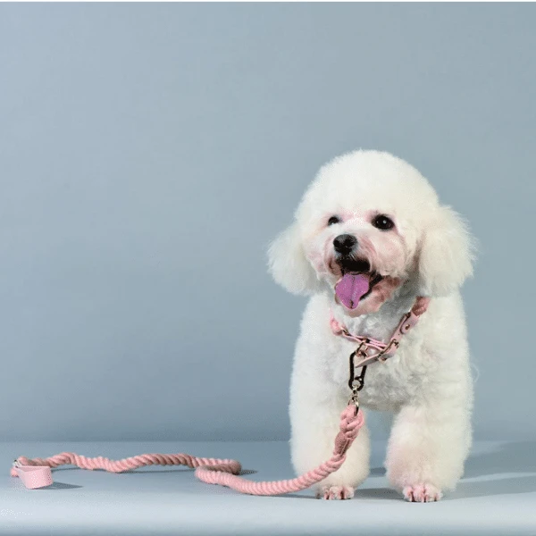 Importance of New Comfy Collar Kit
