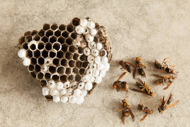 How Infinity Pest Solutions Prioritizes Customer Safety During Indoor Wasp Removal