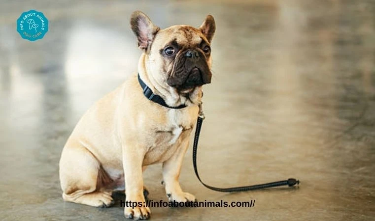 The Irresistible Charm of French Bulldogs