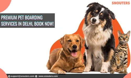 10 Tips To Find The Best Pet Sitter for Your First Time Pet Boarding