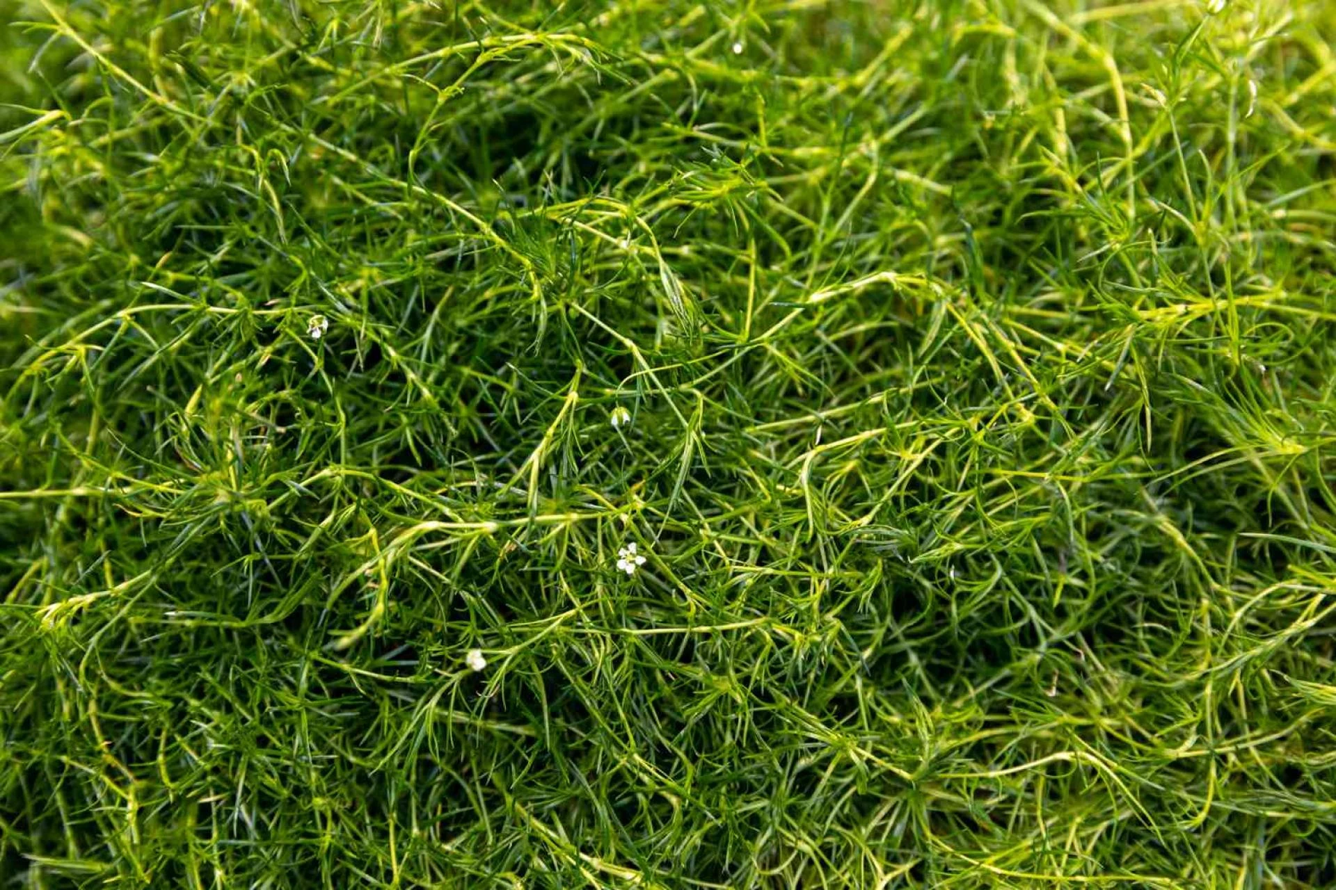 Is Irish Moss Actually Good for You?