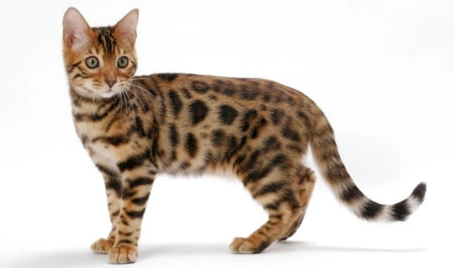 Bengal Kittens For Sale Near Me | Willow Dream Bengals