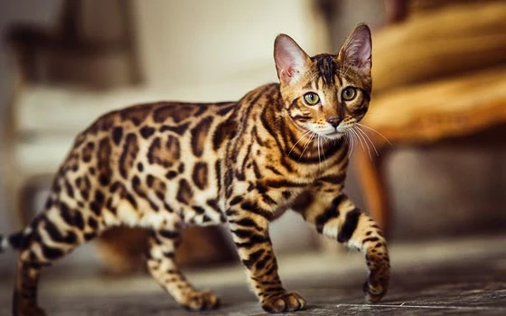 What Are the Different Facts About Bengal Kittens for Sale Near Me?