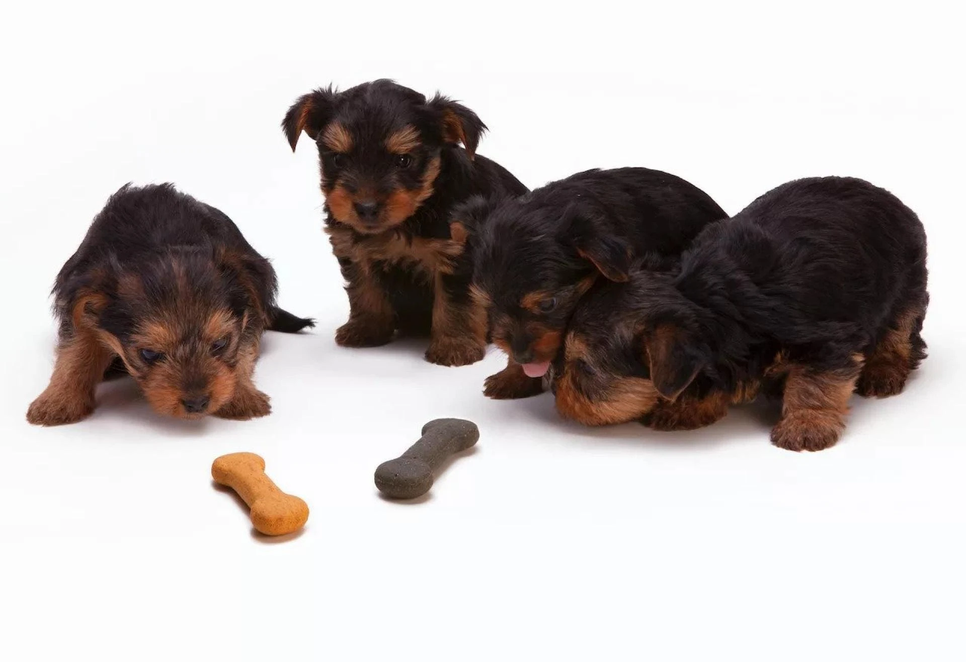 The Rise Of Original Pet Food And Its Benefits