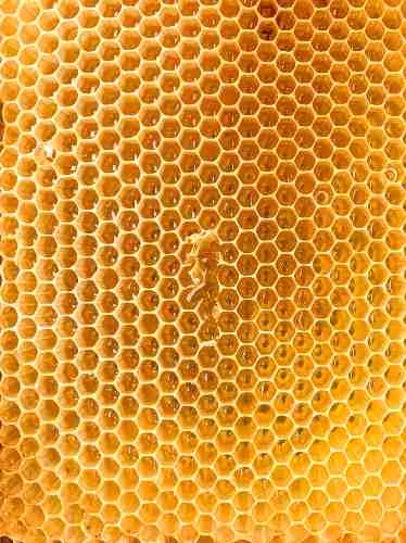 Exploring the Wonders of Natural Honey in Pakistan