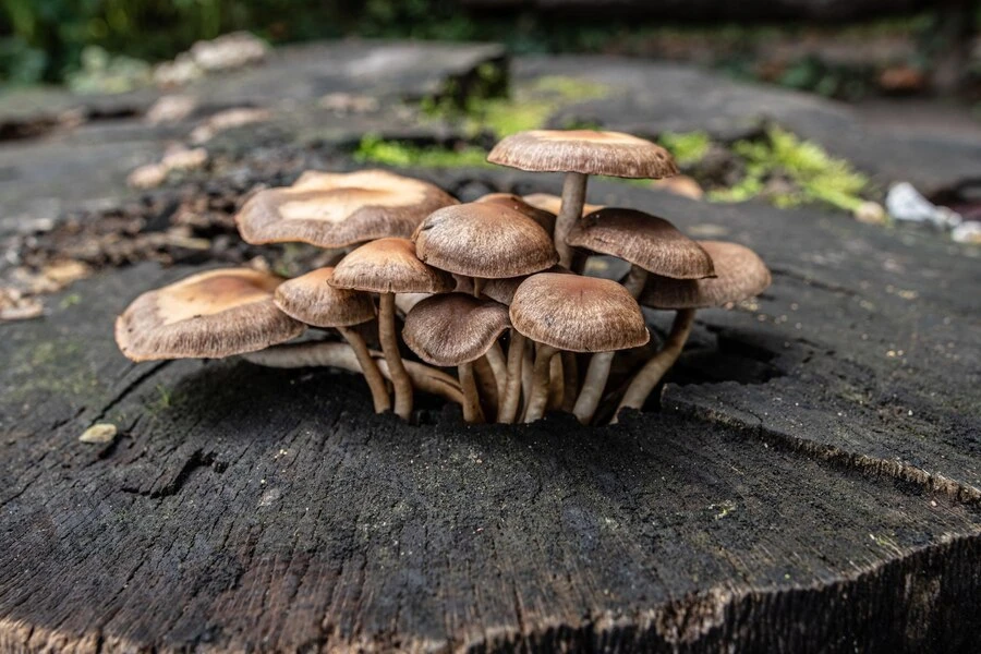 Unveiling the Magical Kingdom Beneath: A Mycophile's Guide to the Astonishing Mushrooms of the UK