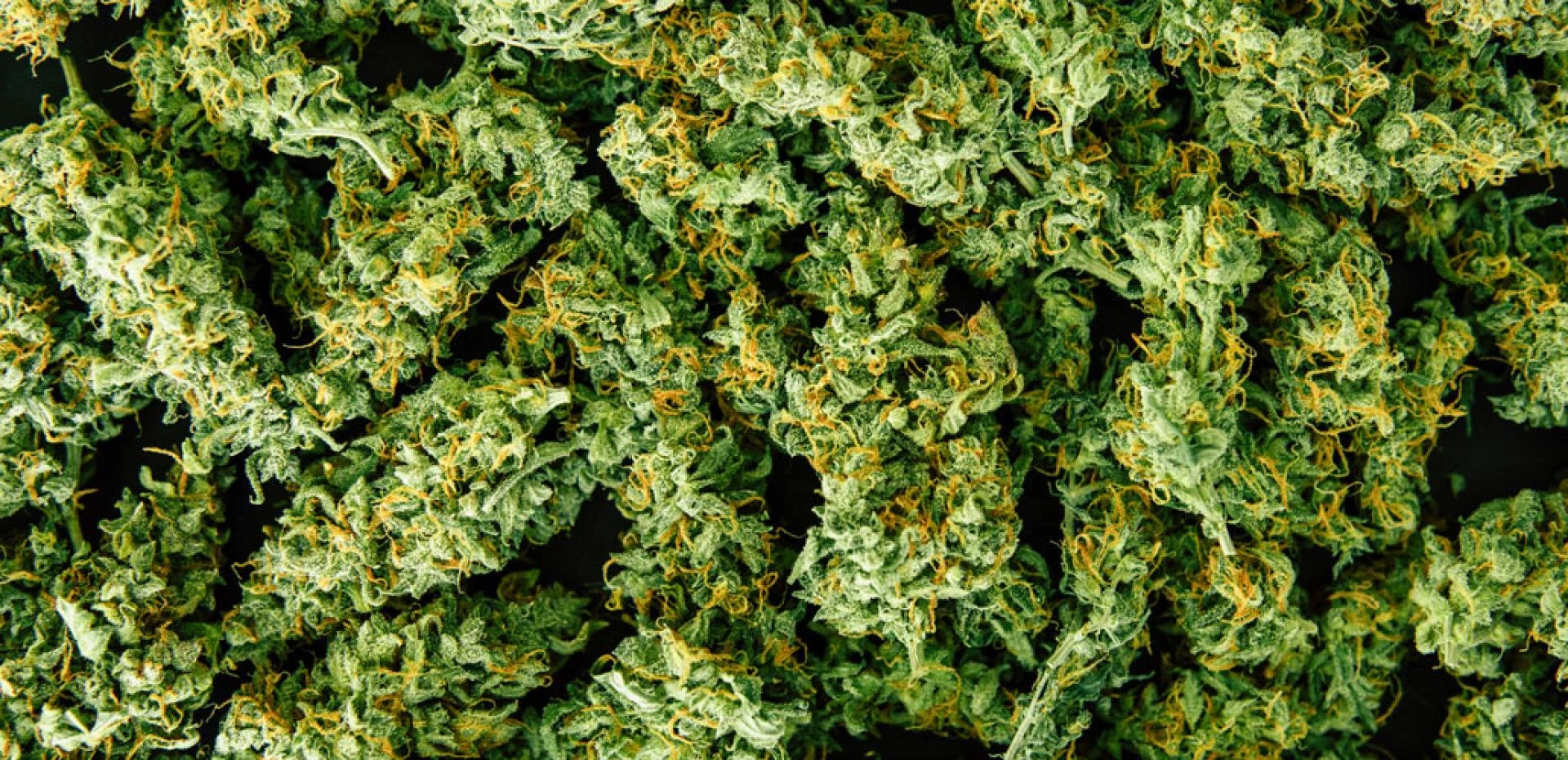 Why Use Hemp Buds Instead of Marijuana