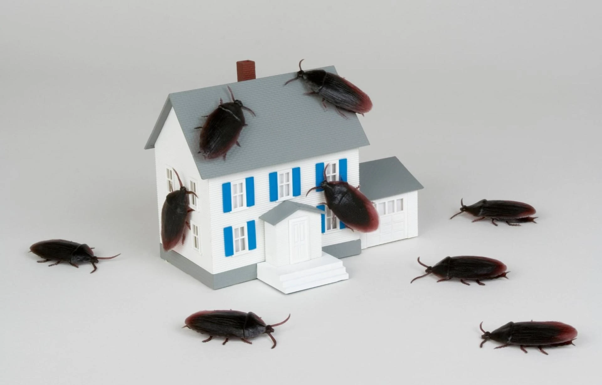 How Much Damage Can Cockroaches Do To Your Home