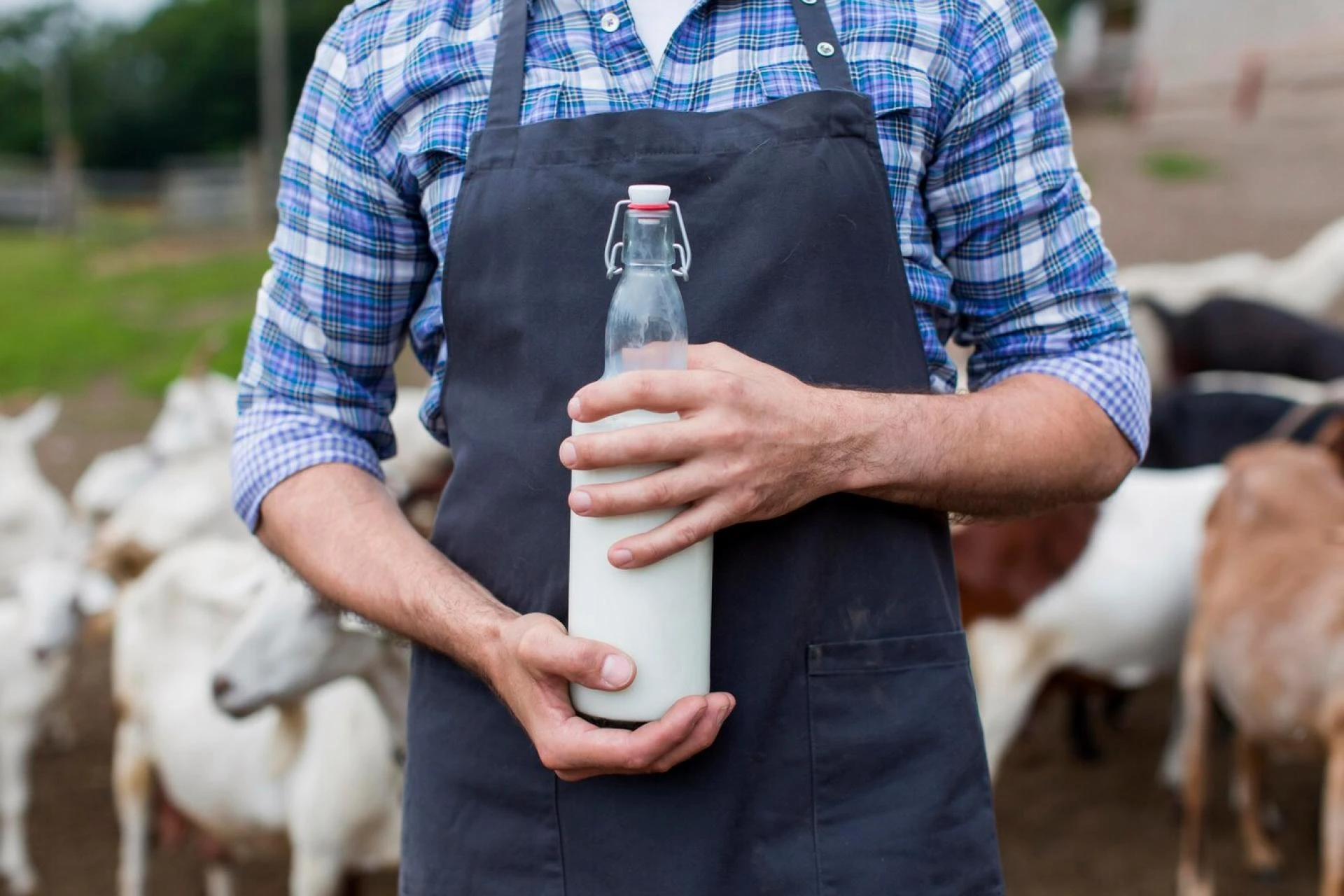 How Milk Delivery Software has helped Milk Industry to Increase its Efficiency?