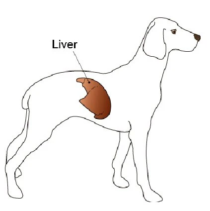 Understanding Canine Liver Disease: Causes, Symptoms and Treatments