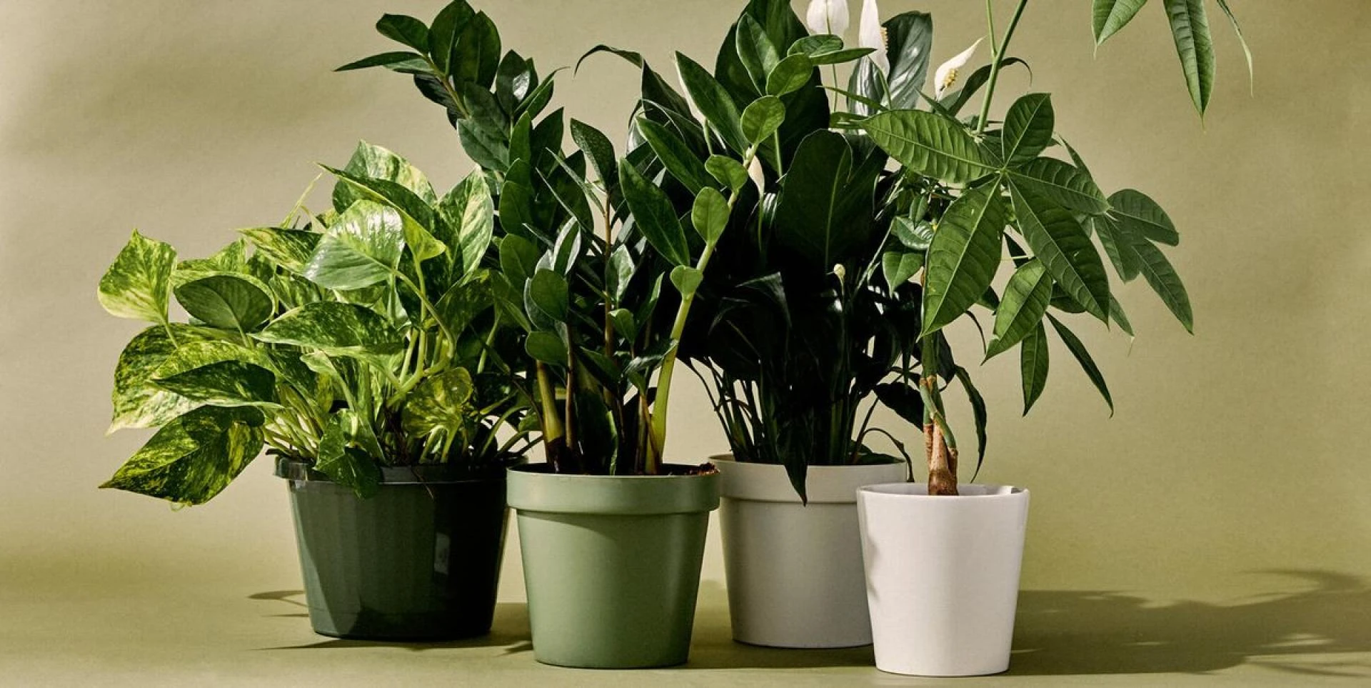 Potted Plants for Sale: Transforming Spaces with Green Elegance