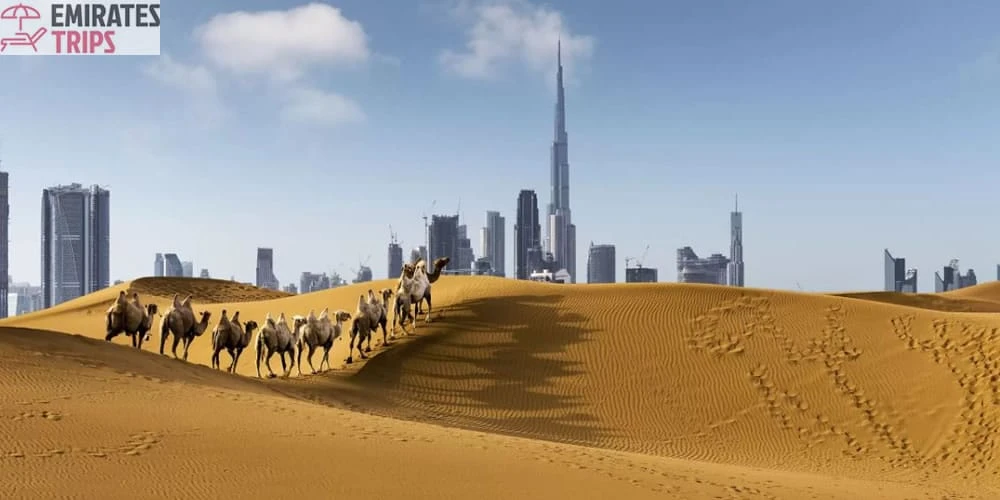 Abu Dhabi City Tour Arabian City is a Deluxe Version of Dune