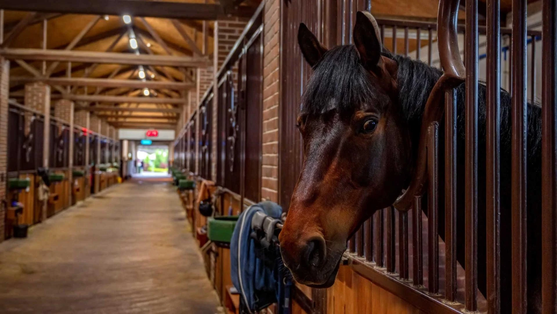 Ventilation and Air Quality in Horse Stables