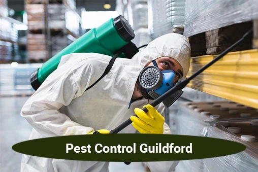 Say Goodbye To Pests With Our Pest Control Guildford!