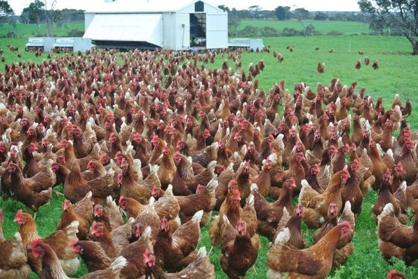 10 Ways to Enjoy Quality Pasture Raised Chicken in Houston