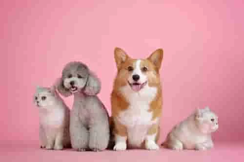 100% Purebred Pomeranian Puppies Available at Efficient Prices in Pune