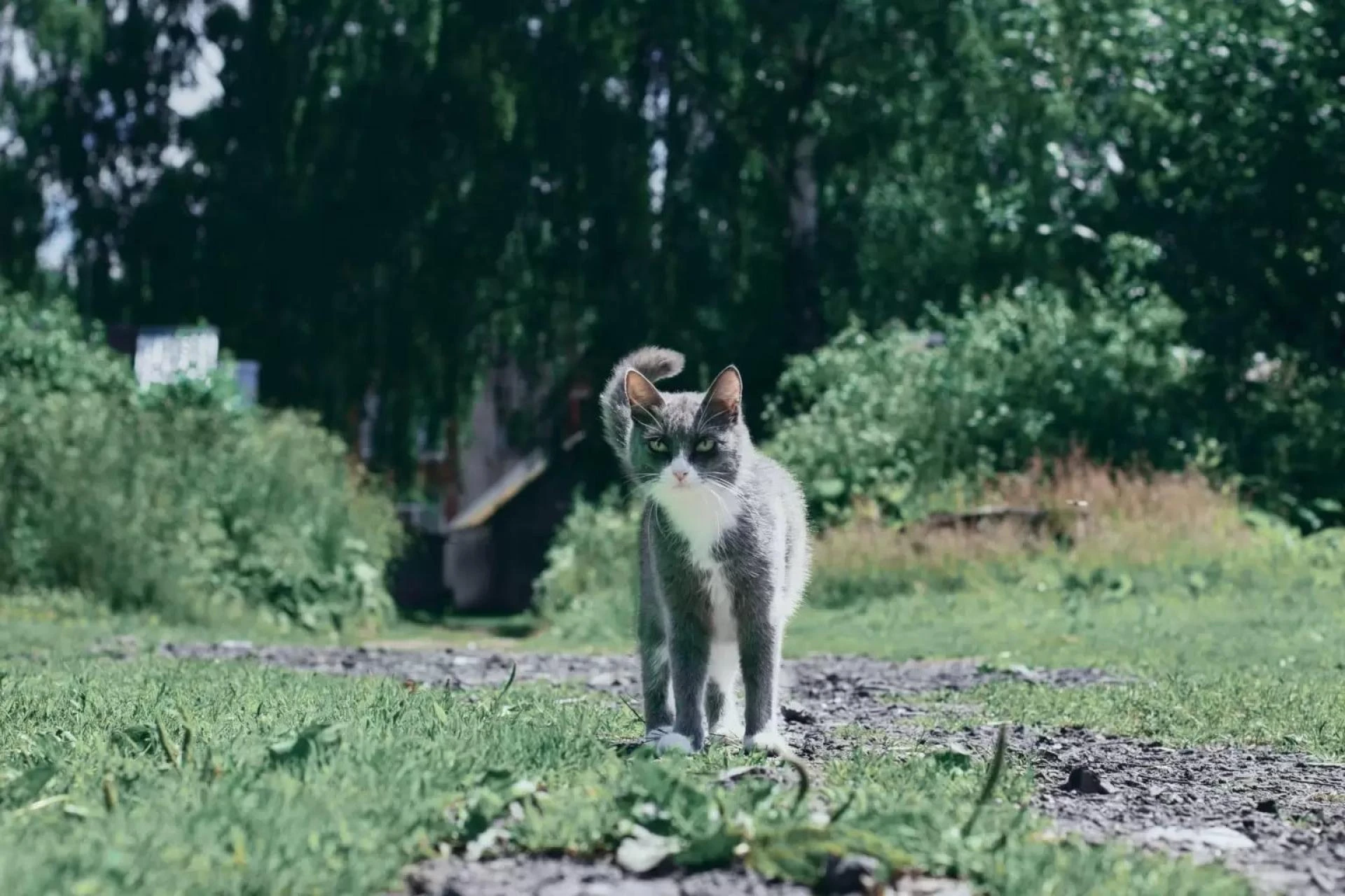 How To Get Rid Of Neighbors Cats In My Yard