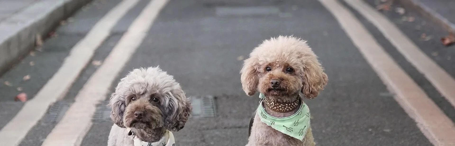 A Few Training Tips for New Puppy Owners