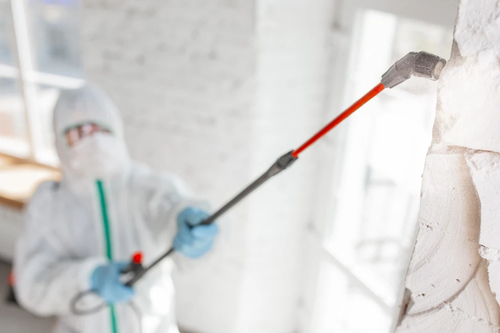 The Danger of DIY Mold Removal: Why Professional Mold Remediation is Essential