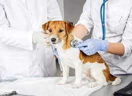 Optimizing Your Pet's Health: A Comprehensive Guide to Animal Hospital Winnipeg