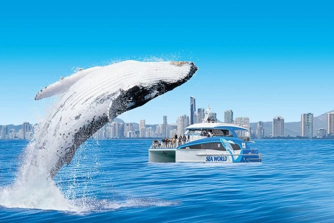 Gold Coast Whale Watching