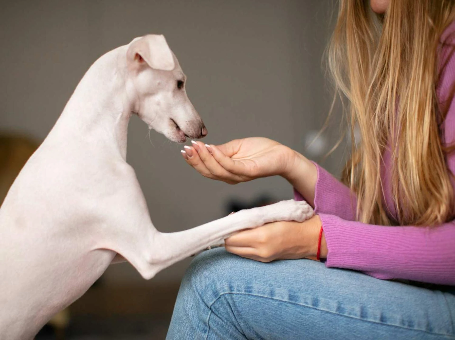 Top 7 Side Effects of Gabapentin in Dogs &amp; Correct Dosage