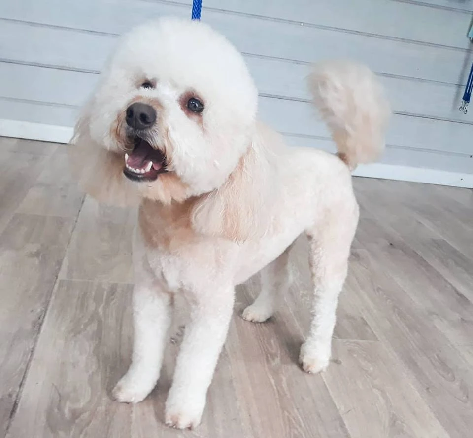 Dog Daycare - A Most Neglected Family Member Deserves A Treat!