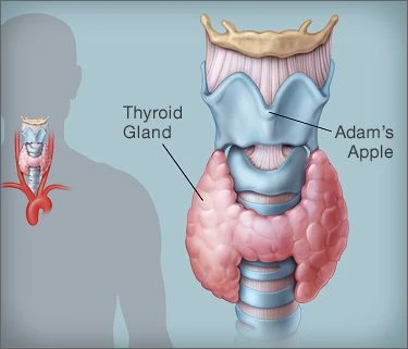 Thyroid Treatment in Bhosari | Thyroid Disorders Treatment - Dr. Jyoti's Homoeopathy Clinic.