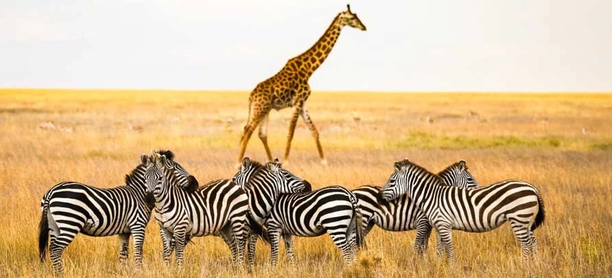 What to Expect from Tanzania Luxury Safari Tours