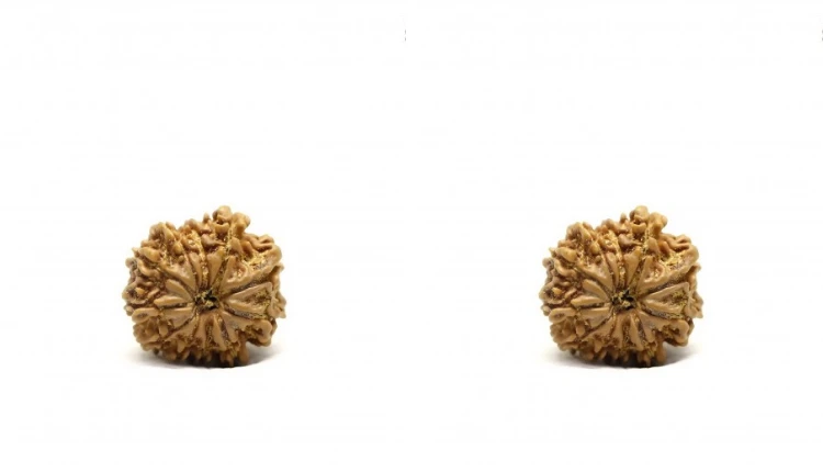 11 Mukhi Rudraksha: Unveiling Its Powerful Benefits